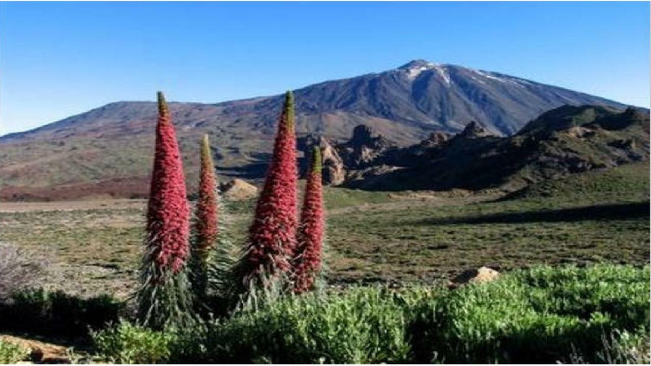 Apartamento Primavera Costa del Silencio Eksteriør billede